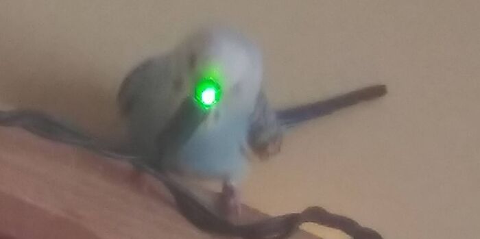 My Bird Loves Having Conversations With Inanimate Objects All Day Long