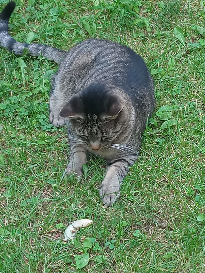 My Aunts Cat With A Lizard