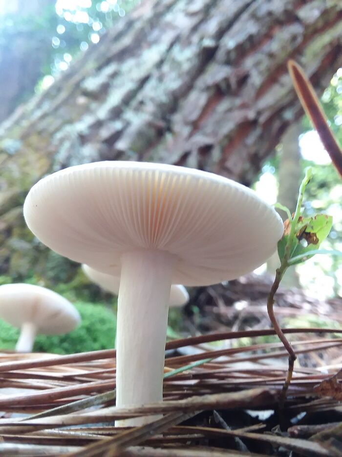 Saw This Perfectly Gorgeous Little Guy In Virginia... Not Sure What Kind Though