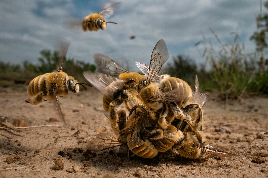 Grand Prize - "Bee Balling" By Karine Aigner