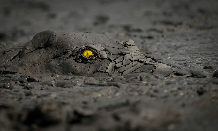 Aquatic Life Finalist - "Danger In The Mud" By Jens Cullman