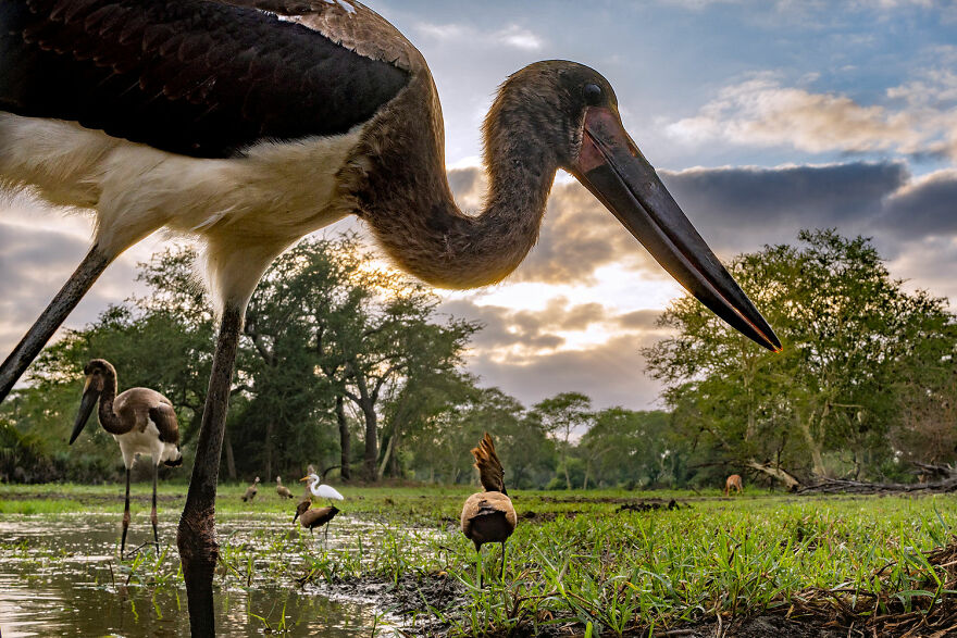 Winged Life Finalist - "Young Hunters" By Piotr Naskrecki