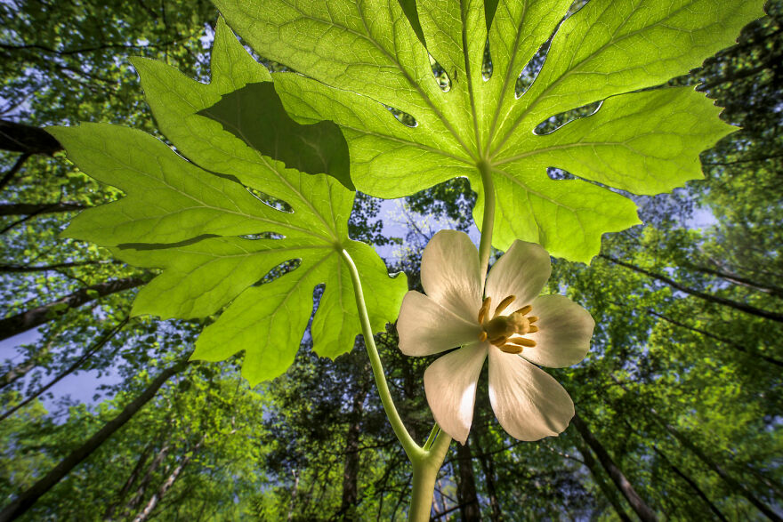 Landscapes, Waterscapes, And Flora Finalist - "Beauty Is Ephemeral " By Ellen Woods