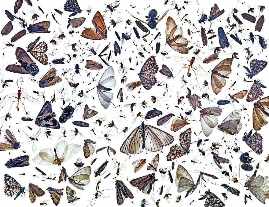 Art Of Nature Winner - "Insect Diversity" By Pål Hermansen