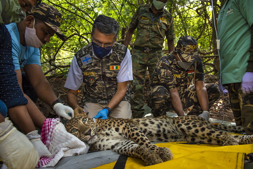 Photo Story: Taking Action Winner - "Coexistence With Predators 4/6" By Nayan Khanolkar
