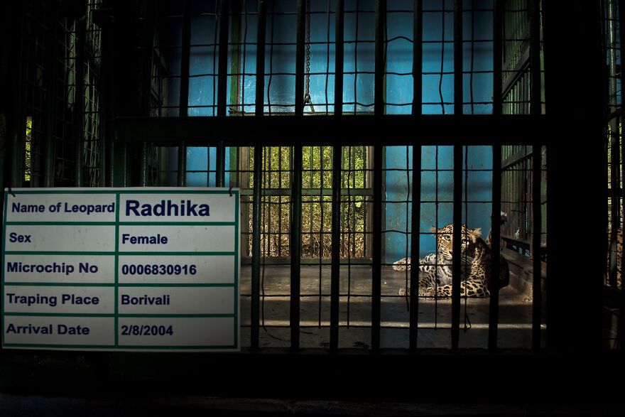 Photo Story: Taking Action Winner - "Coexistence With Predators 3/6" By Nayan Khanolkar