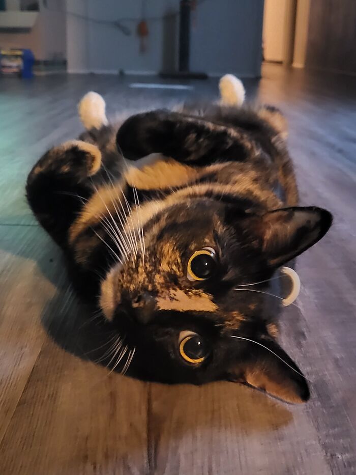 I'm Coraline. I Love Butt-Scritches (Only 3x Or I Nip). I Adore Food (Internal Clock Revolves Around Daylight Which Sucks Alaskan Time). I'm Awesome At Fly Hunting. Cuddle On My Own Terms. Zoomies @3am Sharp. You Pay For Dinner, 3x A Day, Now. I Merp, Not Meow.