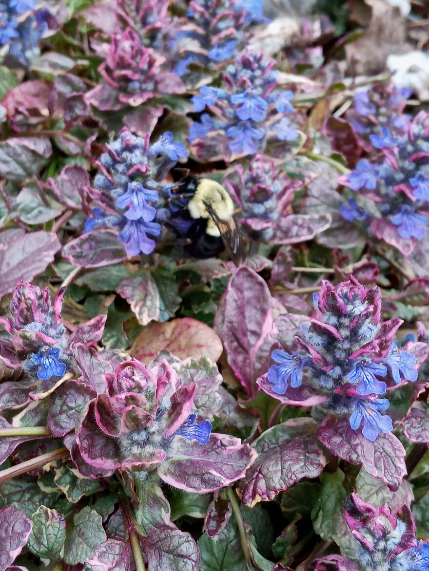 I Was Taking A Picture Of The Flowers When This Little Guy Landed On One. Made For An Even Better Picture.