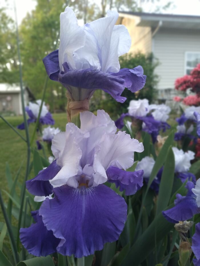 Flowers At My Mother In Laws House