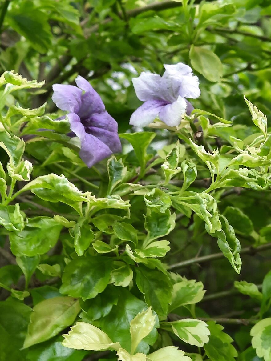 Idk 2 Flowers? ( I Tried Okay Im Only 11 Dont Judge)