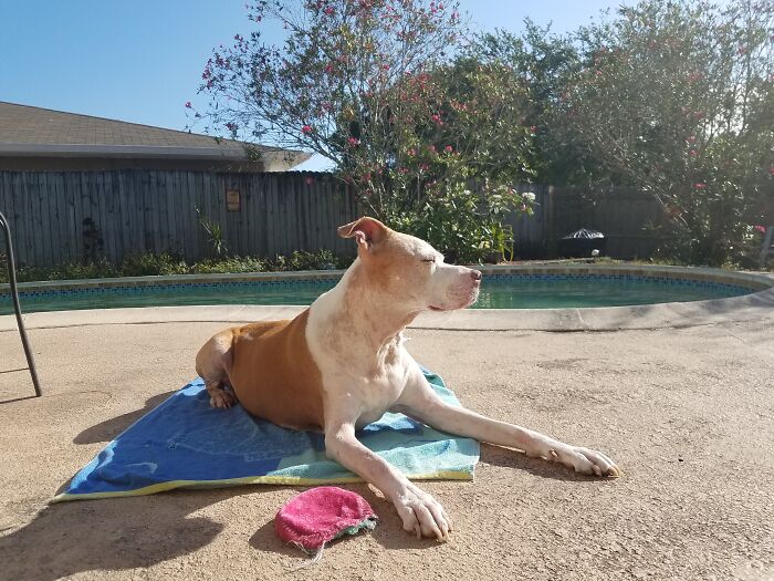 Enzo Getting His Daily Suntan By The Pool