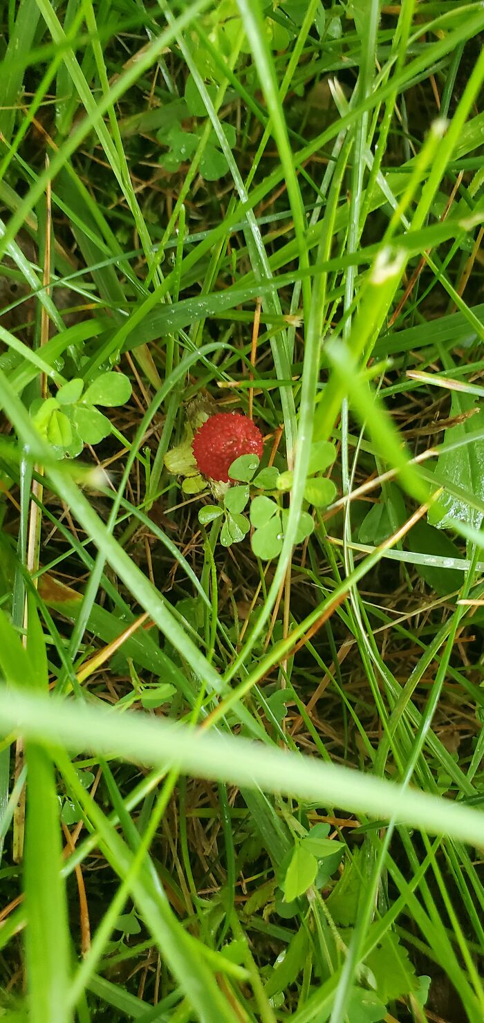 There's Wild Berries Growing In My Meadow!