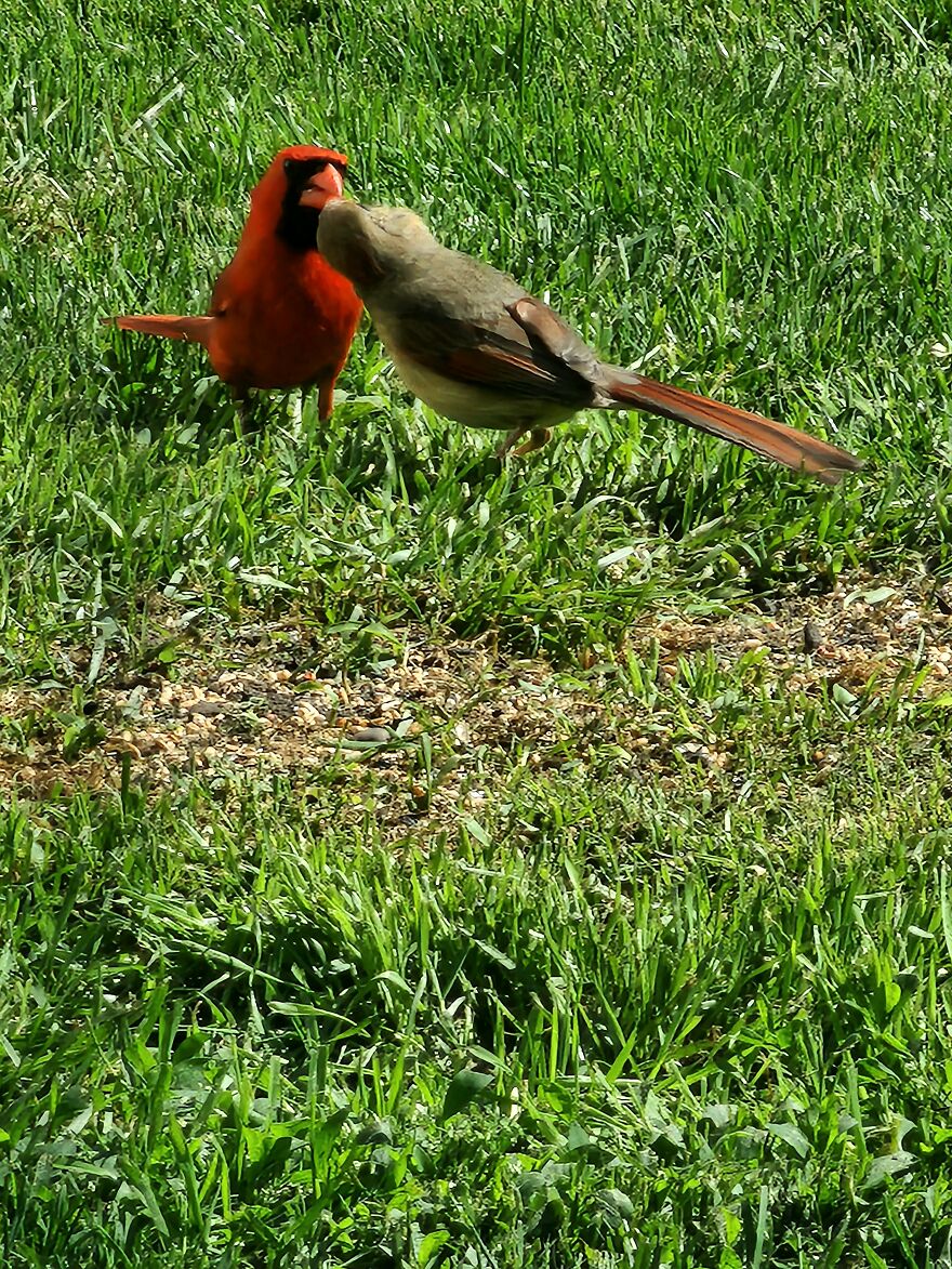 Cardinal Love