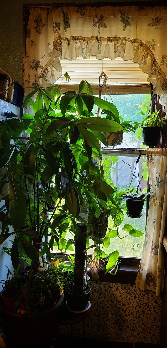 This Is My Magic Window. Any Plant I Put Here Grows Like Crazy.