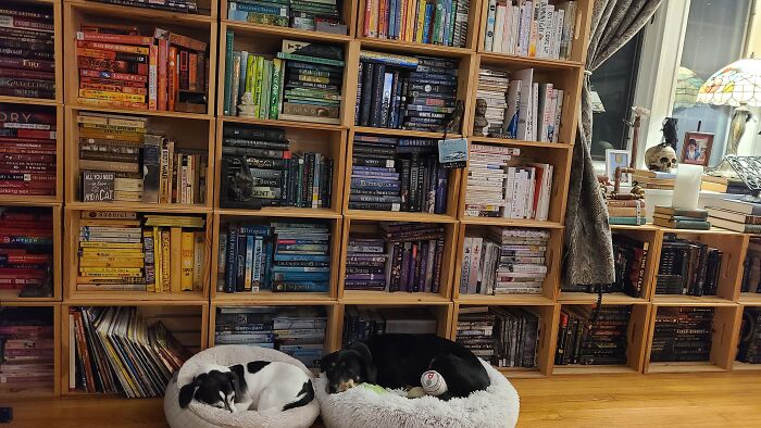 Books, Rainbows And Pets