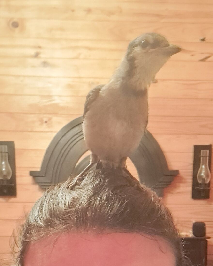 Our Rescued Wild Fledgling, Finally Feeling Better!