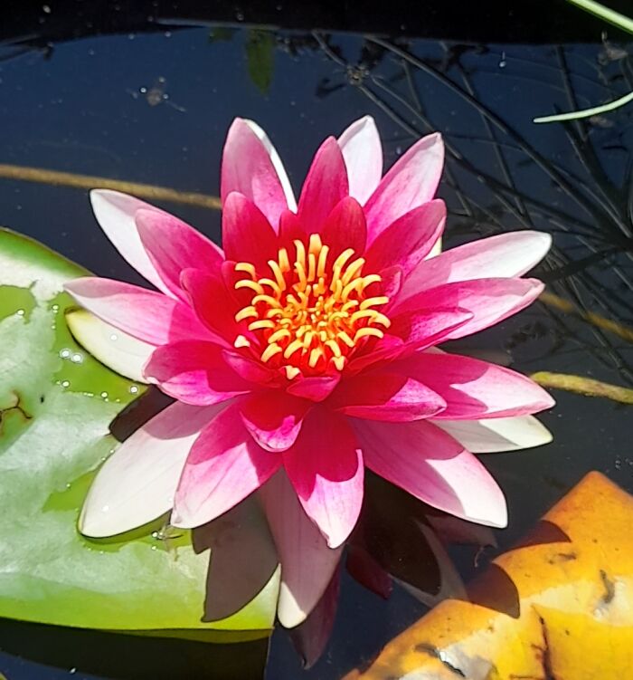 Finally, The First Lily In The Pond