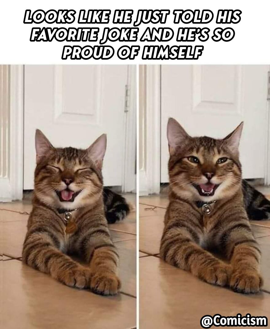 30 Funny Moments With Cats That Will Definitely Brighten Your Day ...