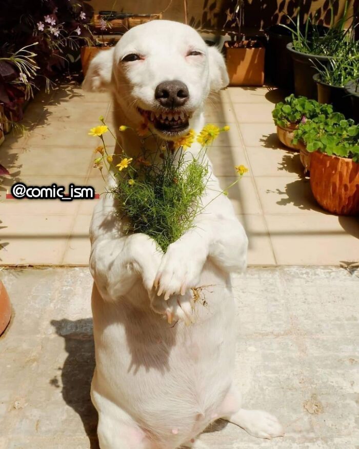 Adorable Dog Moments With Best Annotations To Brighten Your Day
(31 Pics)