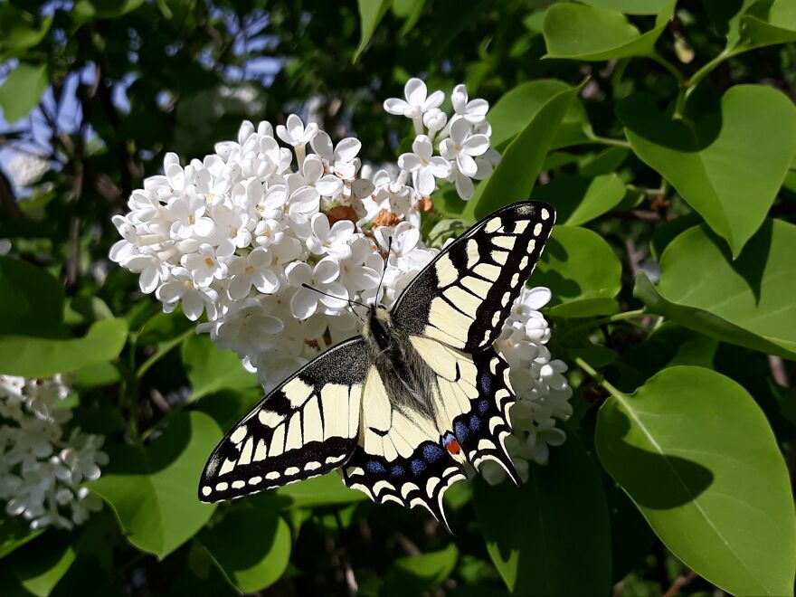 This Beautiful Swallowtail Butterfly Visited Our Yard