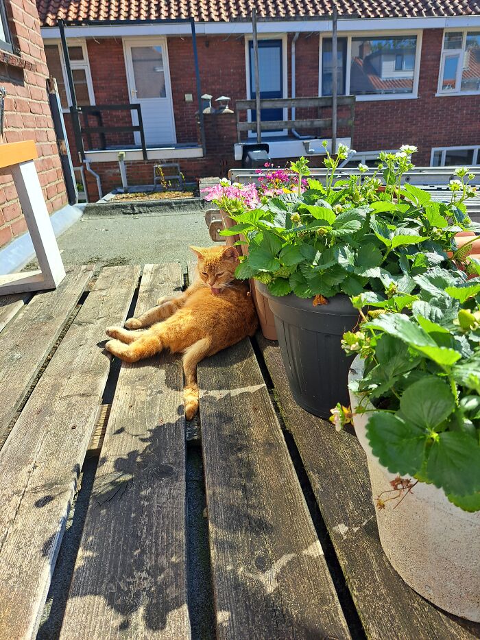 Perfect Lighting, Perfect Locaction, Perfect Angle And A Cat Who Couldn't Stop Cleaning Himself