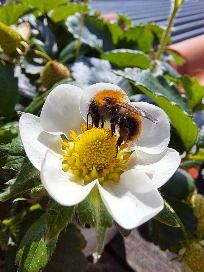 I Paid The Bee For Being In This Picture