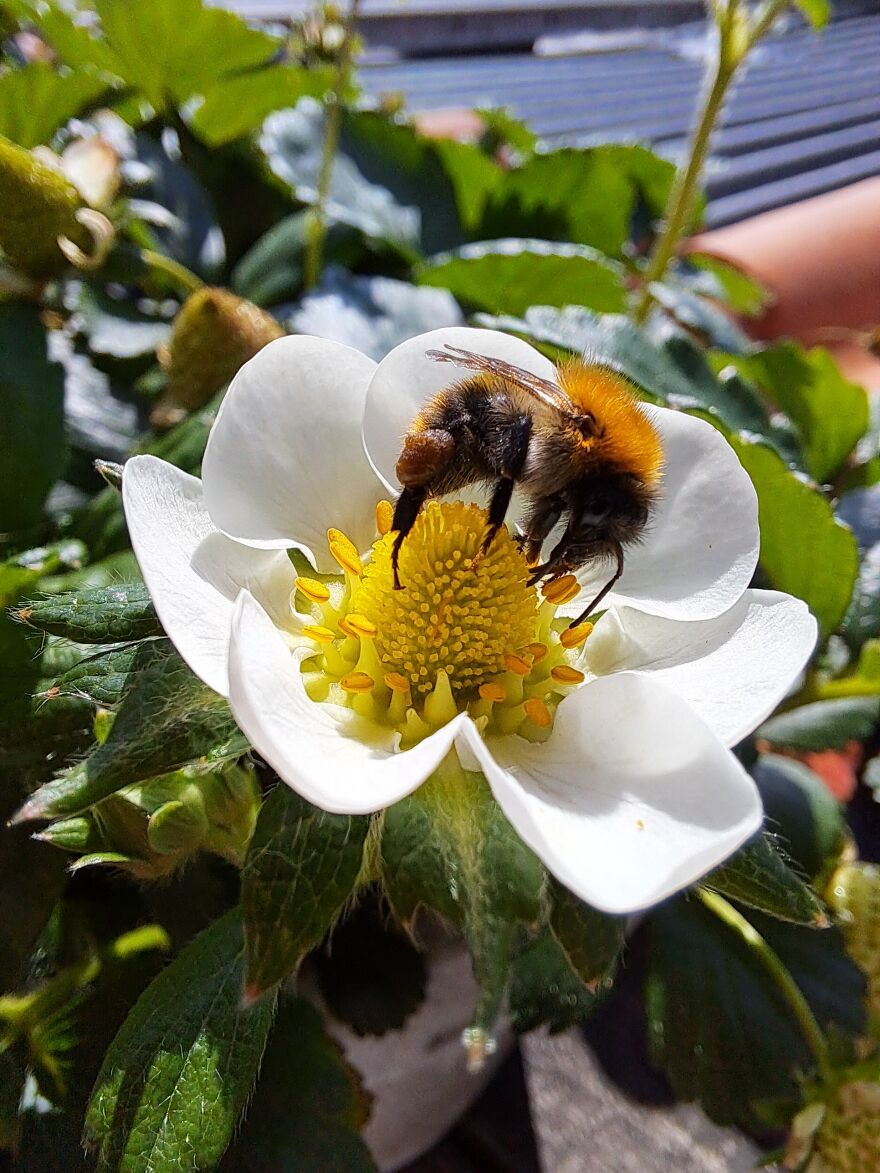 Bee On A Strawberry Blossom!