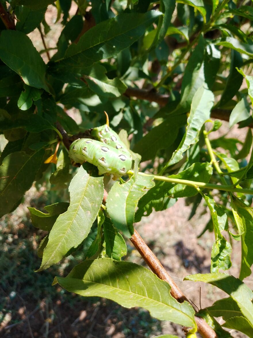 Found Caterpillar This Morning, Quanah, Texas