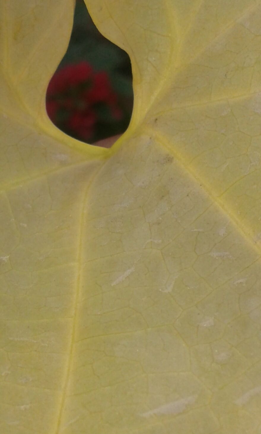 Randomly Through Climber Leaf