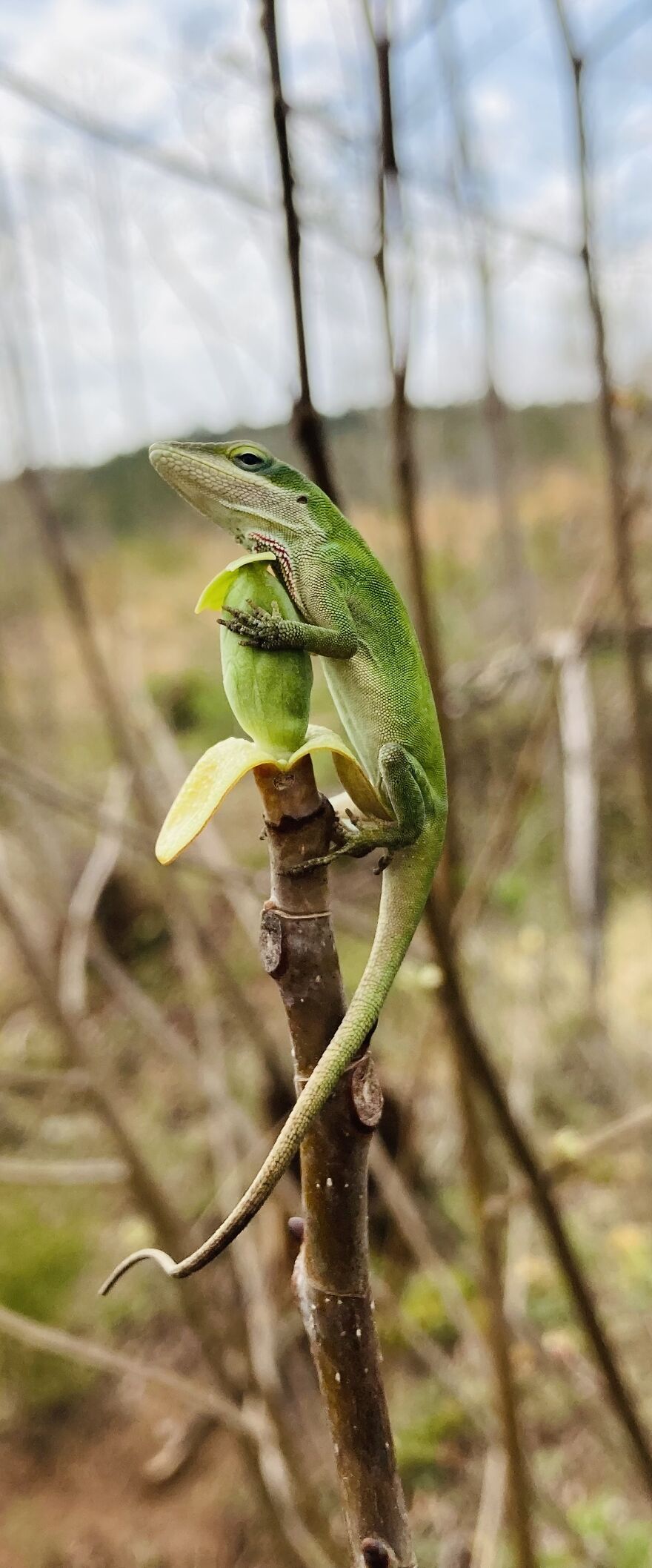 Spring Is Here—but You Have To Go Through The Anole Bodyguard To Get It.