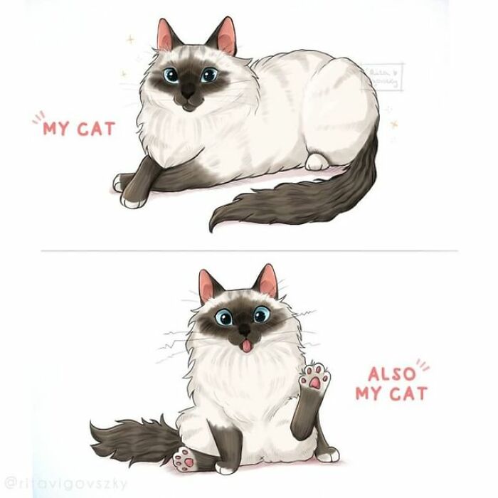 Artist Shows Everyday Life With A Cat Summarized In Adorable Comics (69 New Pics)