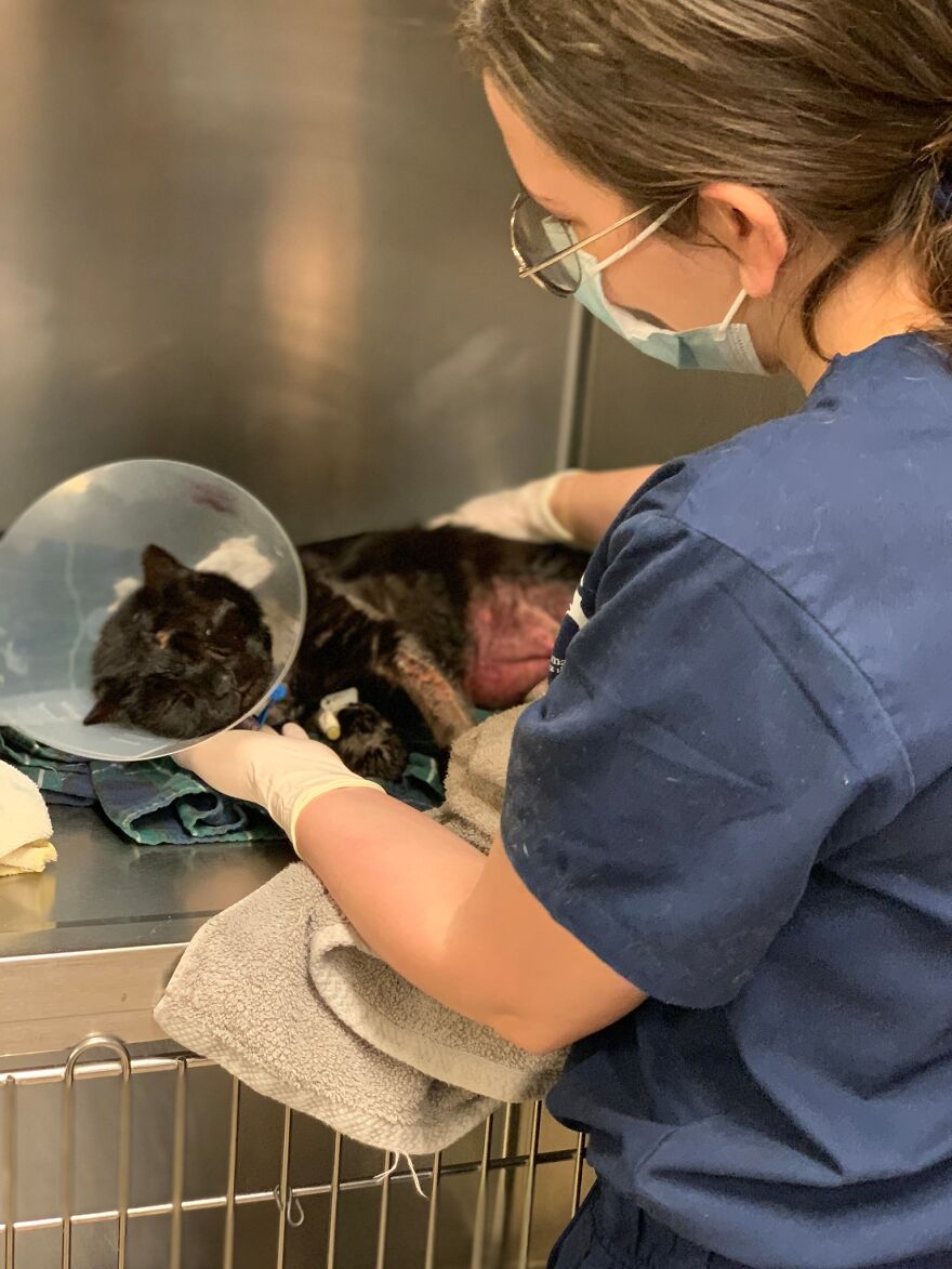 Cat Gets Attacked By Two Dogs, Survives, And Finds His Forever Home With The Veterinarian Who Saved Him