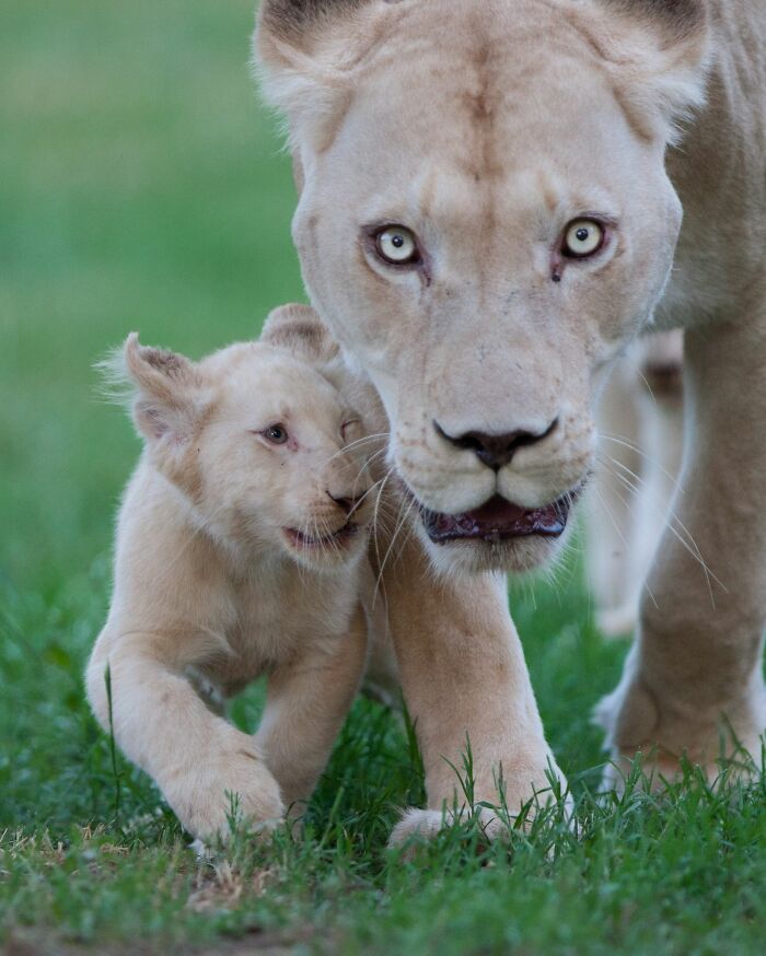 The First Steps Outside Of These Baby White Lions (10 Pics)
