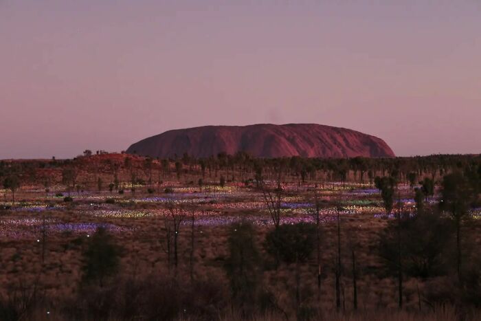 Field Of Lights, Uluru