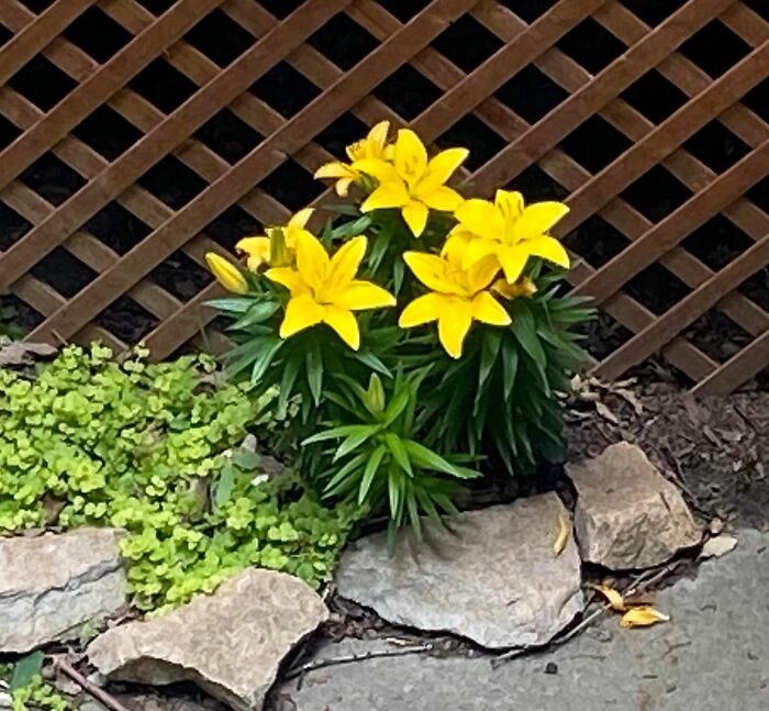 The Lily Plant My Son Got Me With My Creeping Jenny