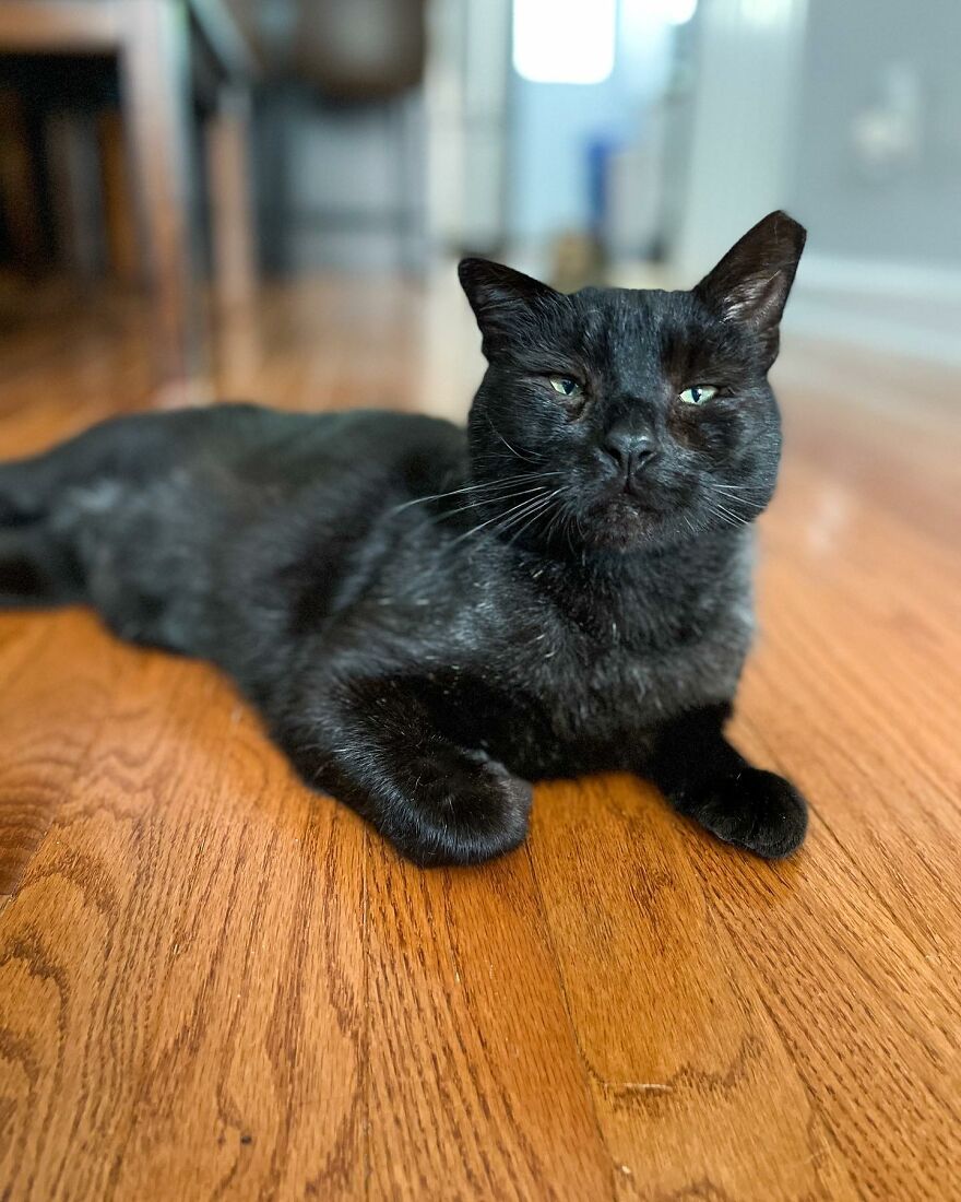 Cat Gets Attacked By Two Dogs, Survives, And Finds His Forever Home With The Veterinarian Who Saved Him