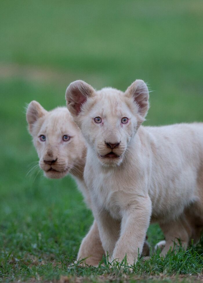 The First Steps Outside Of These Baby White Lions (10 Pics)