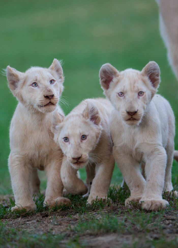 The First Steps Outside Of These Baby White Lions (10 Pics)