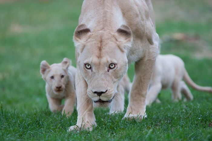 The First Steps Outside Of These Baby White Lions (10 Pics)