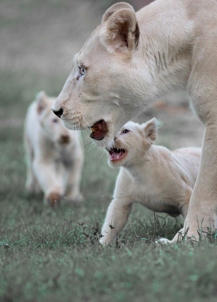 The First Steps Outside Of These Baby White Lions (10 Pics)