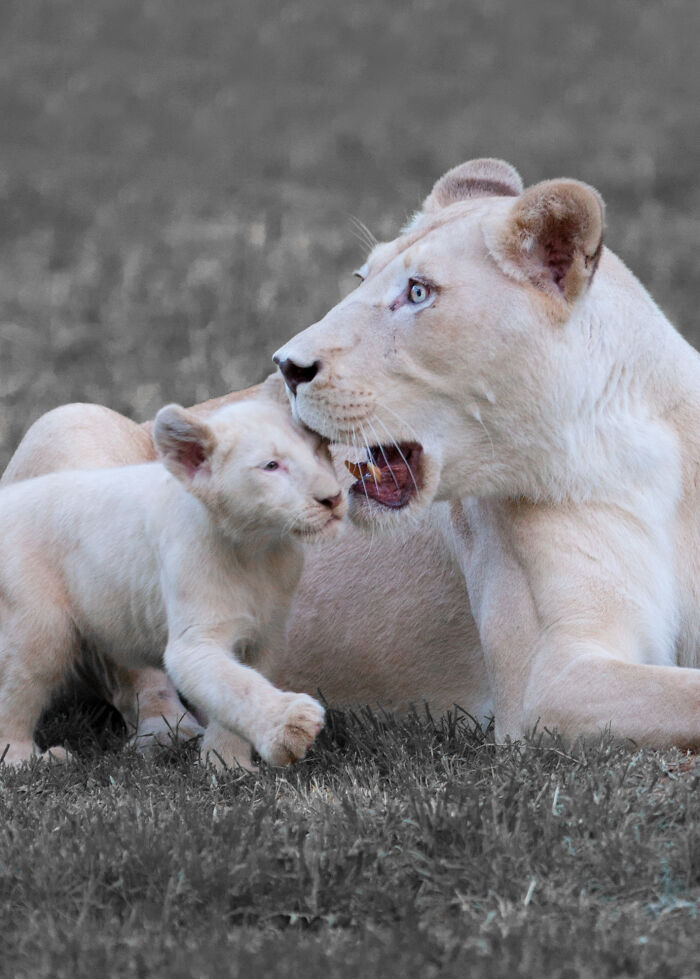 The First Steps Outside Of These Baby White Lions (10 Pics)