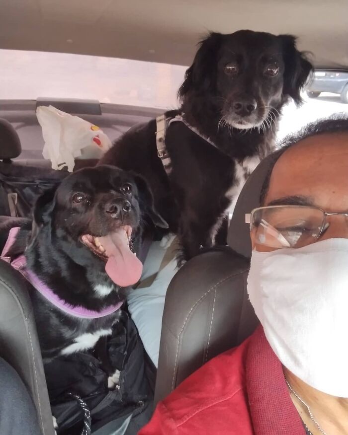 Meet Hamilton, The Driver Who Takes Selfies With His Animal Passengers (40 Pics)