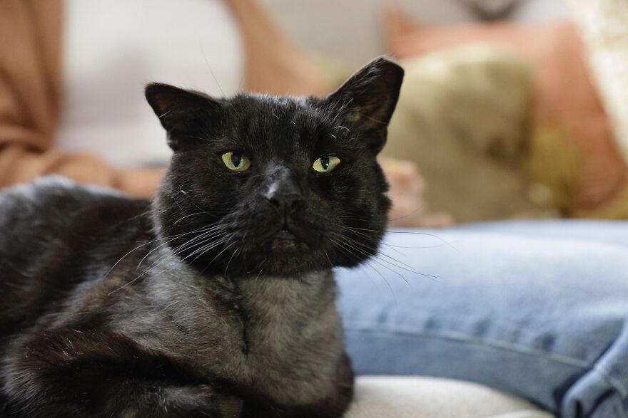 Cat Gets Attacked By Two Dogs, Survives, And Finds His Forever Home With The Veterinarian Who Saved Him