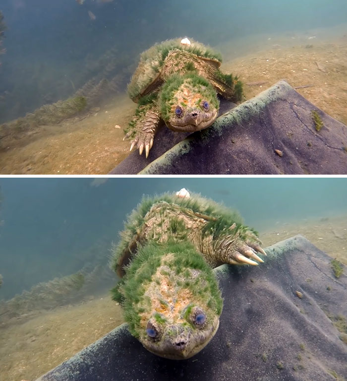 A Diver Found A Turtle That Looks Like It Knows All The Secrets Of The Universe