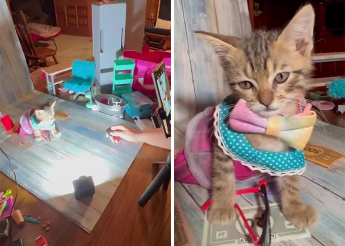 Man ‘Ambushed’ By Kittens As He Stops On The Side Of The Road To Rescue One Man ‘Ambushed’ By Kittens As He Stops On The Side Of The Road To Rescue One