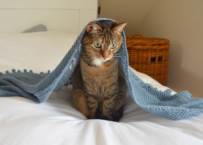 Every Private Tenant In UK To Get Legal Right To Keep A Pet In “Biggest Shake-Up Of The Private Rented Sector In 30 Years” Every Private Tenant In UK To Get Legal Right To Keep A Pet In “Biggest Shake-Up Of The Private Rented Sector In 30 Years”