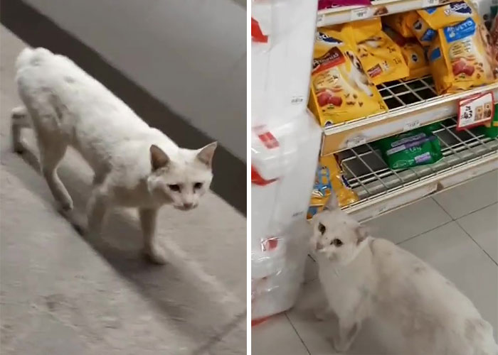 Stray Cat Begging For Food At A Store Melts This Woman's Heart, So She Adopts It And Shares Its Glow Up On Instagram