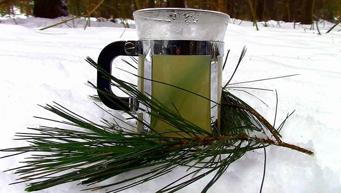 Pine Needle Tea!