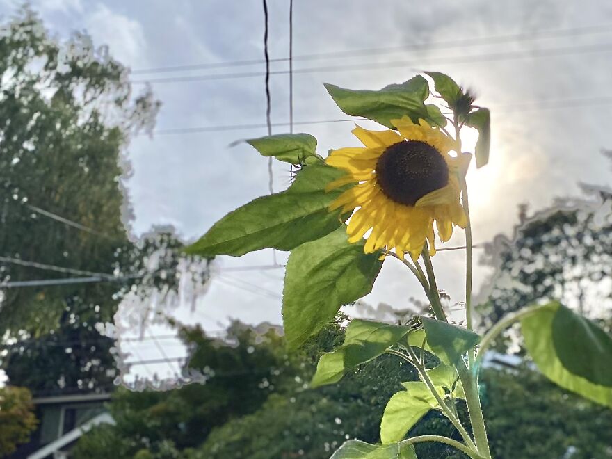 Sunflower In The Breeze