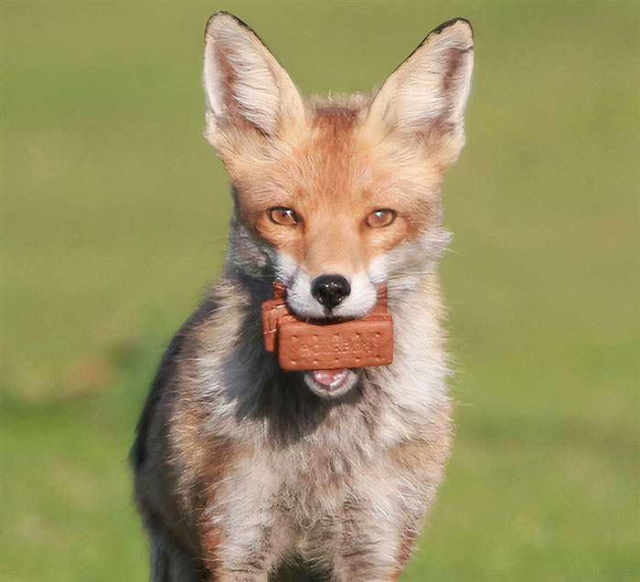 The Foxes In Medway Have Evolved To Only Consume Bourbon Biscuits